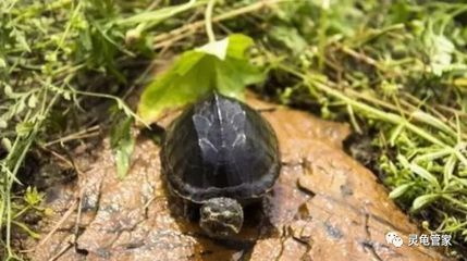 出售豬鼻龜犯法嗎？：買賣豬鼻龜犯法嗎