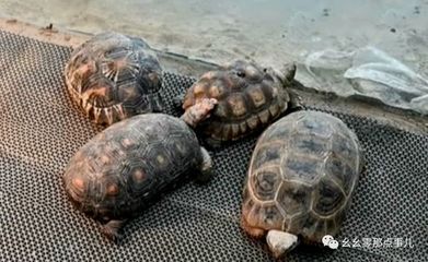出售豬鼻龜犯法嗎？：買賣豬鼻龜犯法嗎