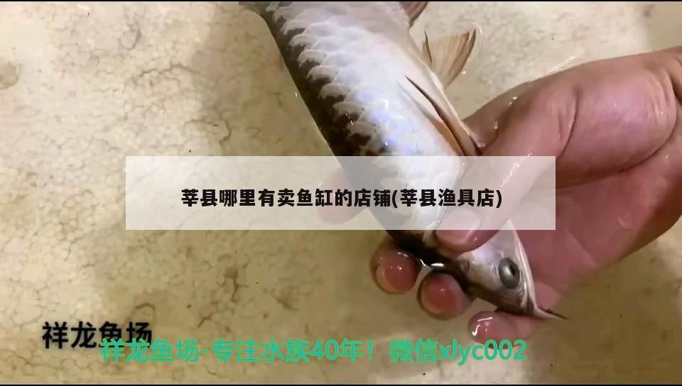 莘縣哪里有賣魚缸的店鋪(莘縣漁具店) 莘縣哪里有賣魚缸的店鋪(莘縣漁具店) 元寶鳳凰魚百科