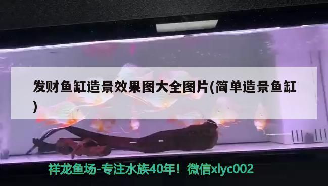 虎魚天天黑來點(diǎn)赤瞳黃金 發(fā)財(cái)魚缸造景效果圖大全圖片(簡(jiǎn)單造景魚缸) 黃金貓魚百科 發(fā)財(cái)魚缸造景效果圖大全圖片(簡(jiǎn)單造景魚缸) 發(fā)財(cái)魚缸造景效果圖大全圖片(簡(jiǎn)單造景魚缸) 黃金貓魚百科