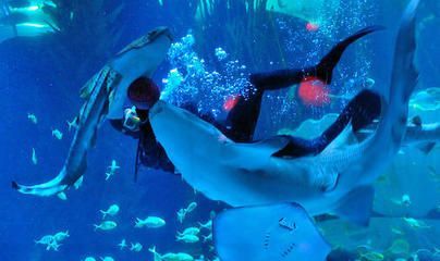 青島水族館門票價格：青島水族館特色展覽介紹青島水族館門票價格詳細信息