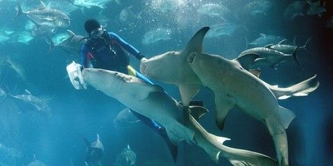 青島水族館門票價格：青島水族館特色展覽介紹青島水族館門票價格詳細信息
