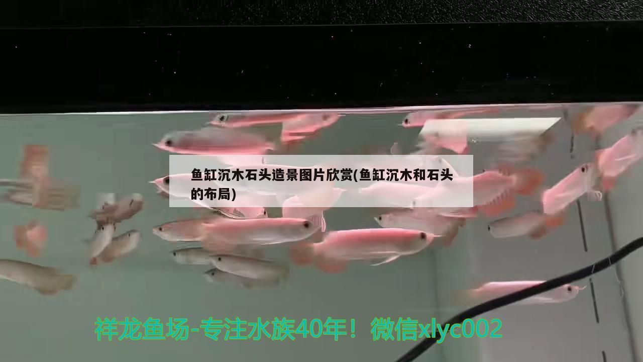 魚缸沉木石頭造景圖片欣賞(魚缸沉木和石頭的布局)