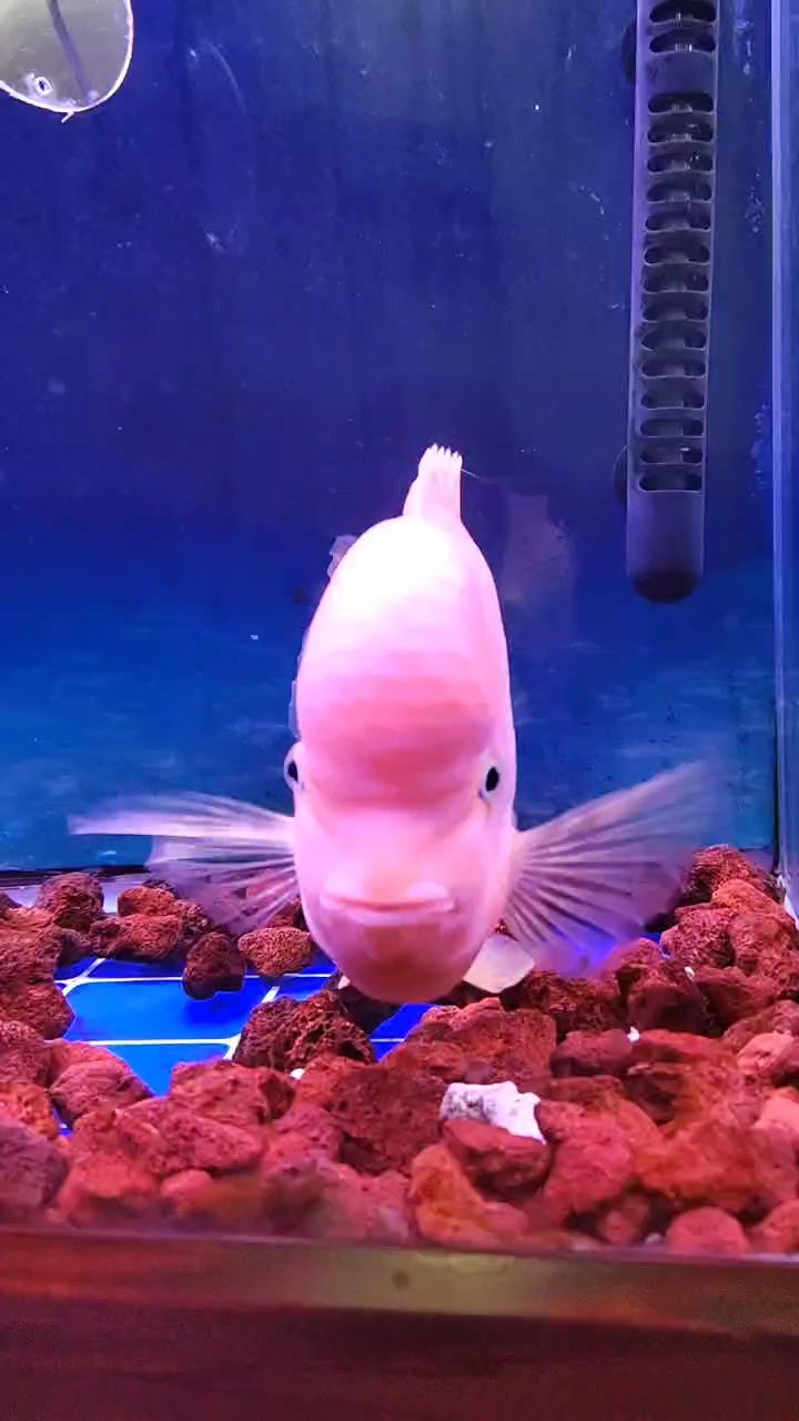 回訪一下寶馬