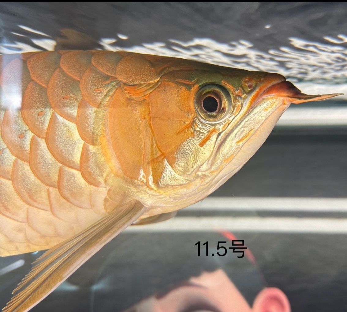 粉刷匠 粉刷匠 龍魚論壇 第1張
