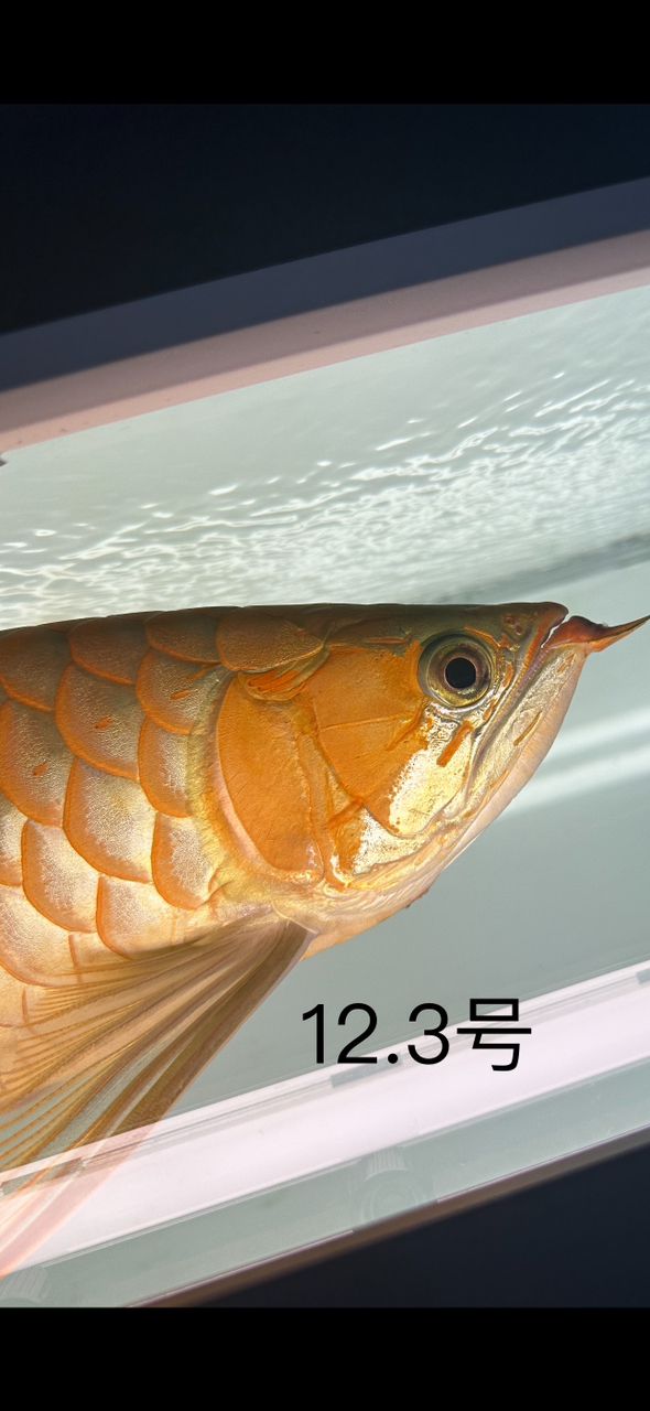粉刷匠 粉刷匠 龍魚論壇 第3張