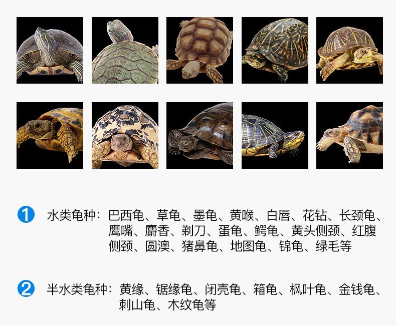 豬鼻龜品相怎么看圖解：如何挑選豬鼻龜 豬鼻龜品相怎么看圖解：如何挑選豬鼻龜 豬鼻龜百科 第5張
