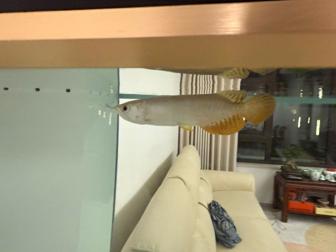 求各位大佬幫忙辨別下是什么龍魚