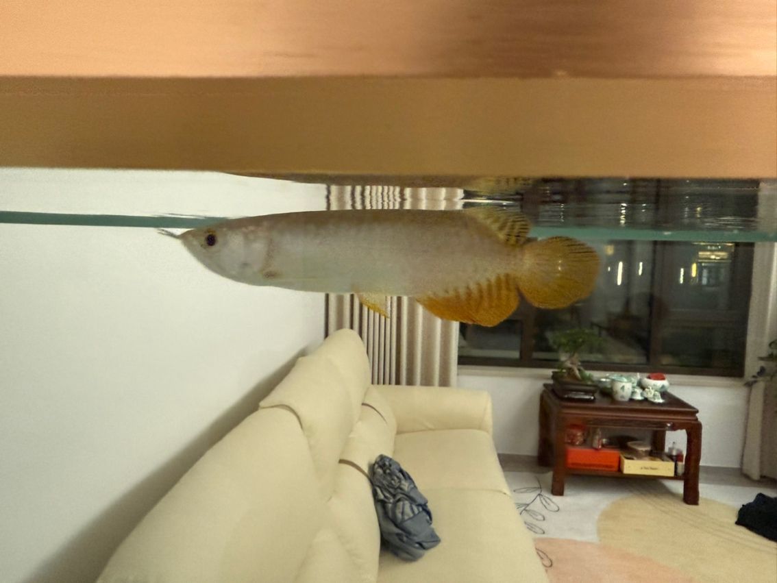 求各位大佬幫忙辨別下是什么龍魚