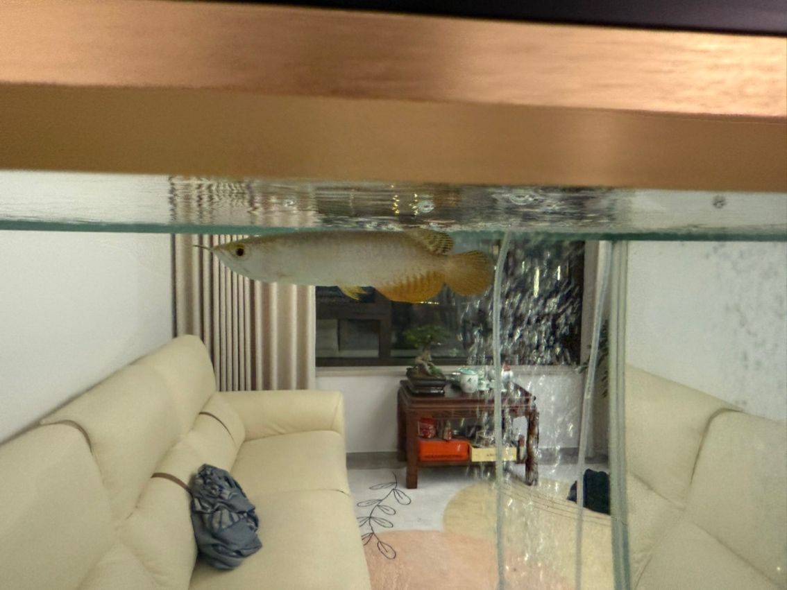求各位大佬幫忙辨別下是什么龍魚
