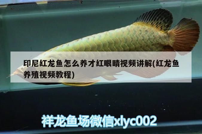 印尼紅龍魚怎么養才紅眼睛視頻講解(紅龍魚養殖視頻教程)