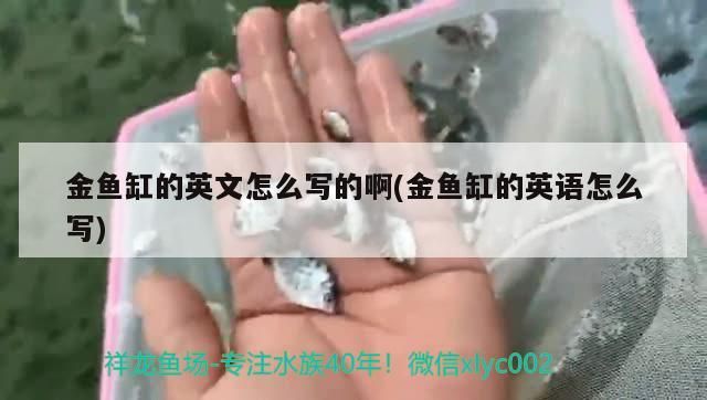 金魚缸的英文怎么寫的啊(金魚缸的英語怎么寫) 金魚缸的英文怎么寫的啊(金魚缸的英語怎么寫) 可麗愛魚缸