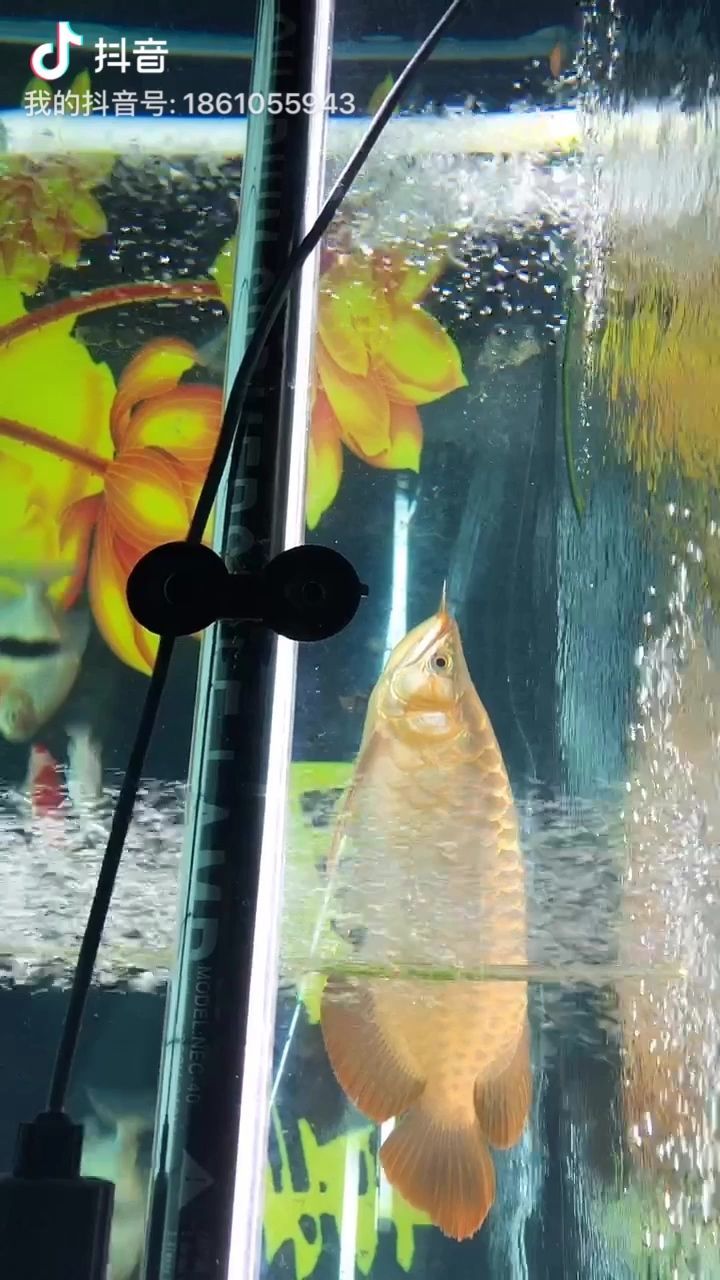 寧波水族館250010001000魚(yú)缸里的五龍