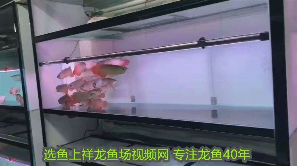 佳木斯可禮客：佳木斯可麗愛魚缸專賣店，打造家居水族藝術的完美選擇