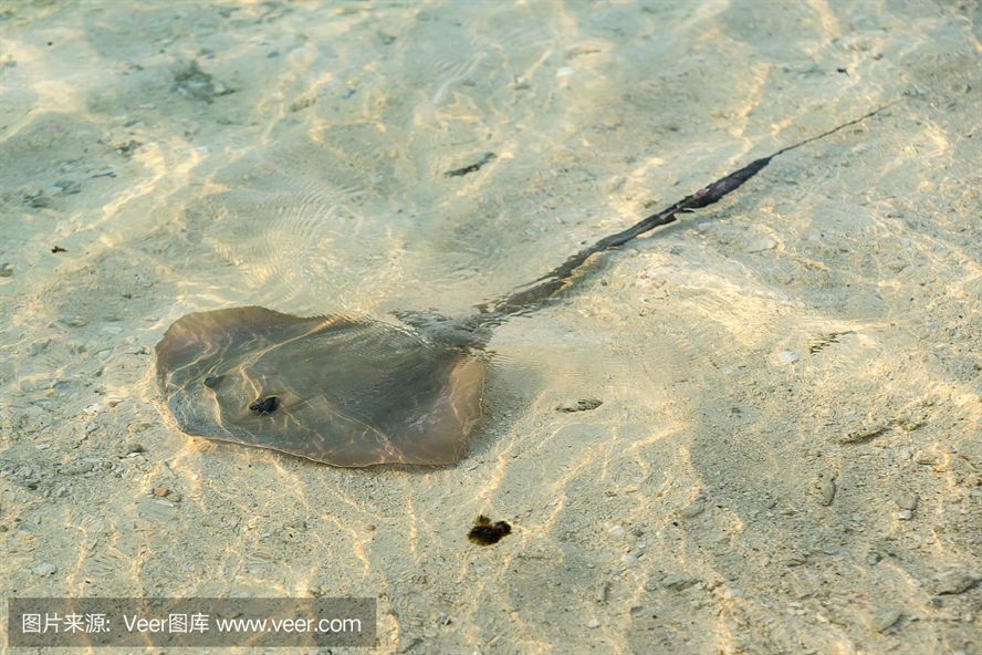 魟魚之間互相咬嗎：魟魚之間會互相咬嗎？