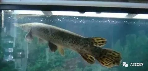 80魚缸養什么魚最好看：80厘米的魚缸適合養中小型熱帶魚這些魚不僅美觀而且易于飼養