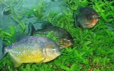 5公分的虎魚喂什么食物：5公分的虎魚喂什么食物喂什么食物，5公分的虎魚喂什么食物