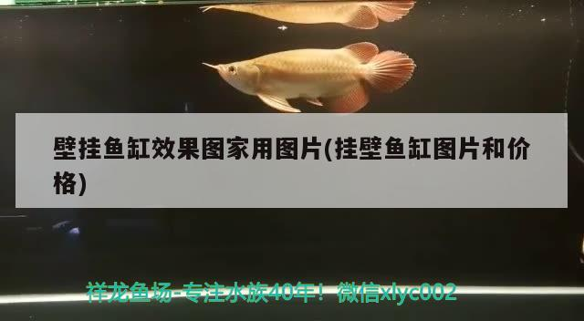 壁掛魚缸效果圖家用圖片(掛壁魚缸圖片和價格) 壁掛魚缸效果圖家用圖片(掛壁魚缸圖片和價格) 元寶鳳凰魚百科