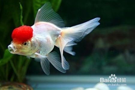 金龍魚燒尾了怎么辦小妙招：金龍魚常見疾病及防治方法