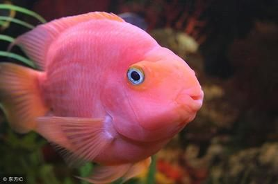 為什么魟魚喜歡養一對？：[需手動填充]魚為什么喜歡養一對魟魚，養一對魟魚的主要原因是什么