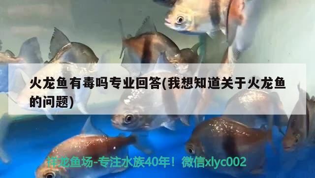 火龍魚有毒嗎專業回答(我想知道關于火龍魚的問題)