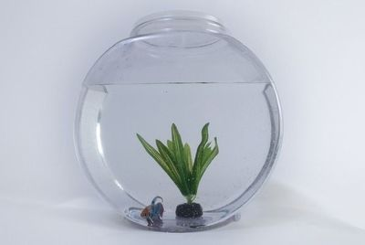 龍魚可以用維生素c嗎vs祥龍魚場：祥龍魚場的龍魚品種如何判斷龍魚是否缺維生素c