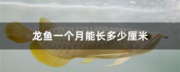 龍魚吃不吃魚糧的食物