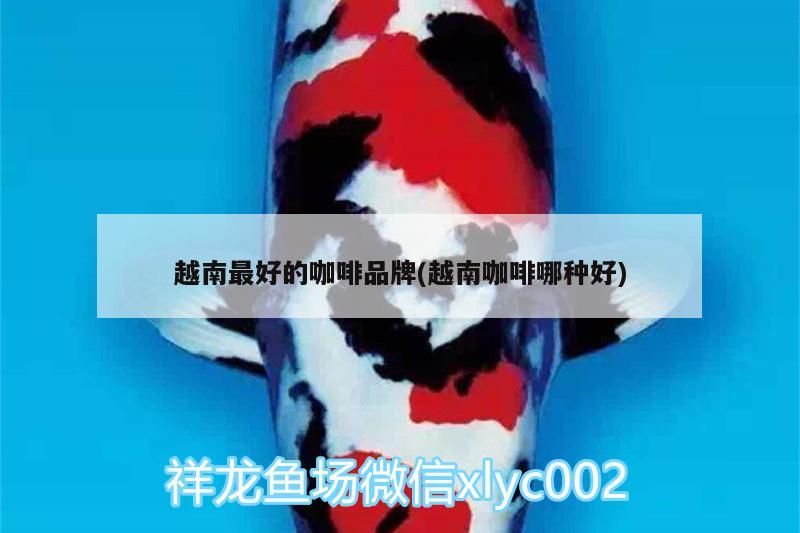 越南最好的咖啡品牌(越南咖啡哪種好)