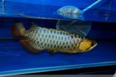 過背金龍魚為什么發色好看：關于過背金龍魚發色好看的詳細解釋