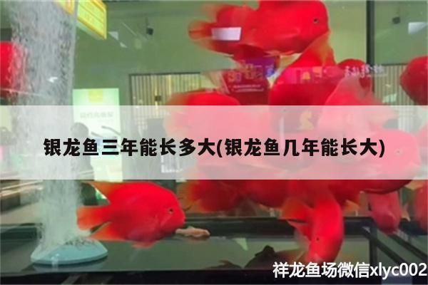 銀龍魚三年能長多大(銀龍魚幾年能長大)