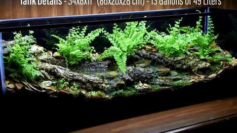 20x20魚缸：20x20魚缸適合養什么魚 20x20魚缸：20x20魚缸適合養什么魚 魚缸百科 第2張