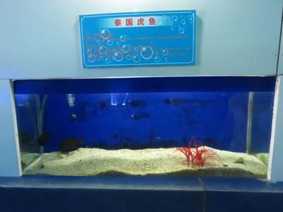 泰國虎魚魚缸過濾系統推薦，泰國虎魚魚缸尺寸選擇指南