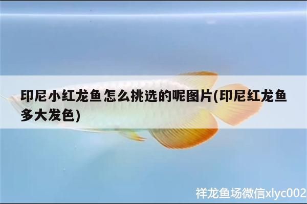 印尼小紅龍魚怎么挑選的呢圖片(印尼紅龍魚多大發色)
