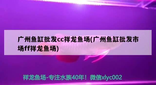 廣州魚缸批發cc祥龍魚場(廣州魚缸批發市場ff祥龍魚場)