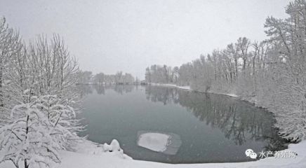 魚缸造景用什么木好（魚缸造景用什么木好一點）