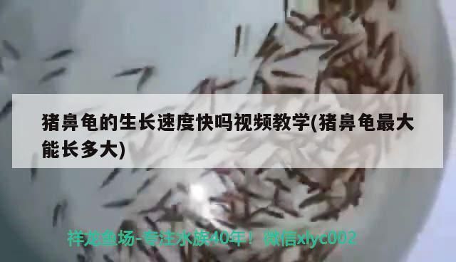 豬鼻龜的生長速度快嗎視頻教學(豬鼻龜最大能長多大) 豬鼻龜的生長速度快嗎視頻教學(豬鼻龜最大能長多大) 豬鼻龜百科