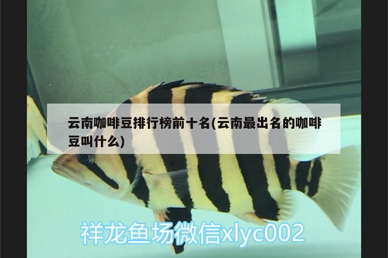 云南咖啡豆排行榜前十名(云南最出名的咖啡豆叫什么) 云南咖啡豆排行榜前十名(云南最出名的咖啡豆叫什么) 馬來西亞咖啡