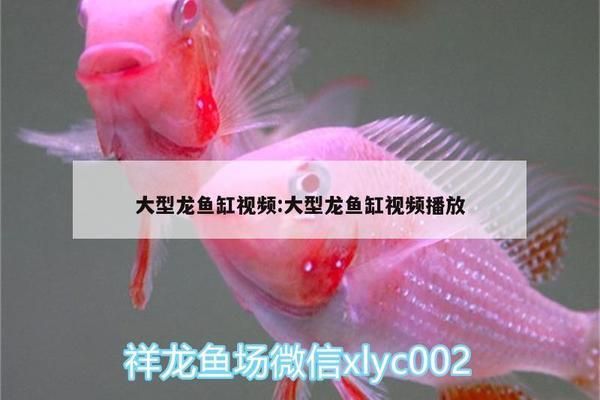 龍魚缸溫度30度高嗎怎么辦呢vs祥龍魚場：龍魚缸溫度30度是否適宜，龍魚缸加裝冷卻設(shè)備冷卻設(shè)備
