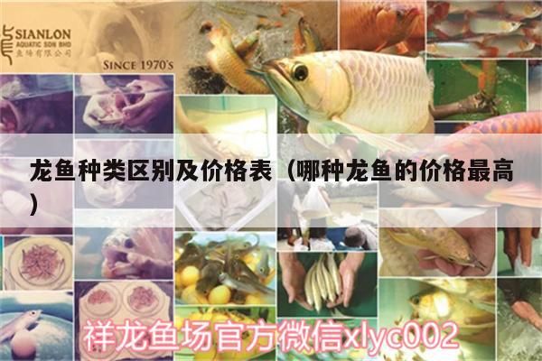 龍魚種類區別及價格表（哪種龍魚的價格最高）