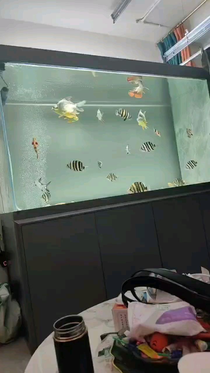 到底什么樣的虎魚才叫好看呢，如何挑選一條真正好看的虎魚？