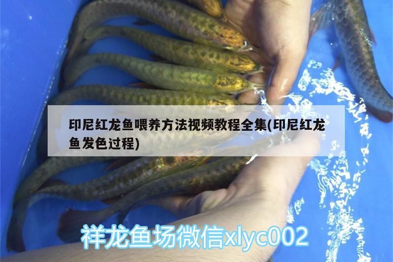 印尼紅龍魚喂養方法視頻教程全集(印尼紅龍魚發色過程)印尼紅龍魚喂養方法及發色過程視頻教程全集