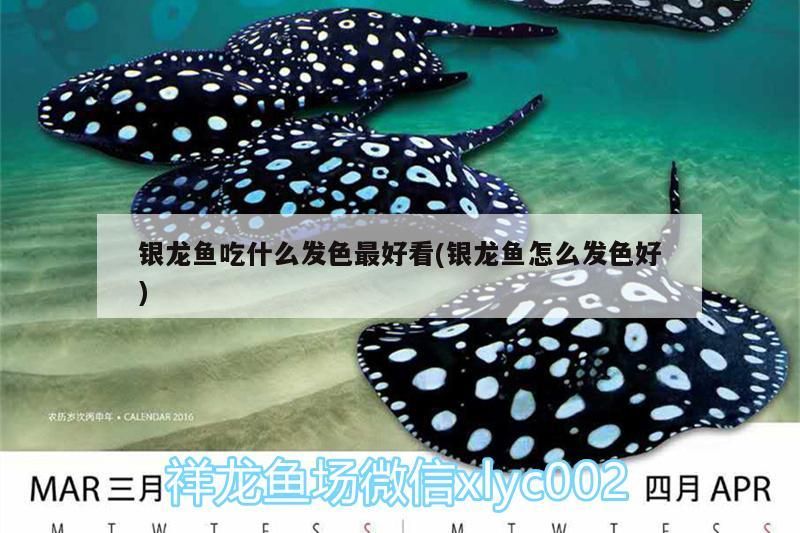 銀龍魚吃什么發色最好看(銀龍魚怎么發色好)