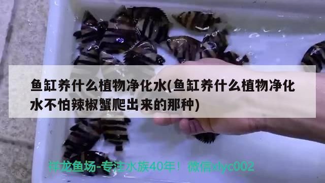 臨淄二手魚缸轉(zhuǎn)讓最新信息(臨淄二手魚缸轉(zhuǎn)讓最新信息電話)