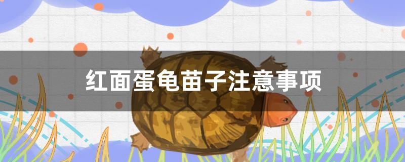養紅面蛋龜苗子有哪些注意事項