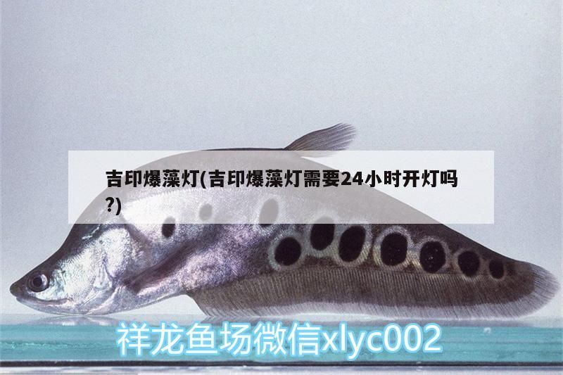 吉印爆藻燈(吉印爆藻燈需要24小時(shí)開燈嗎?)