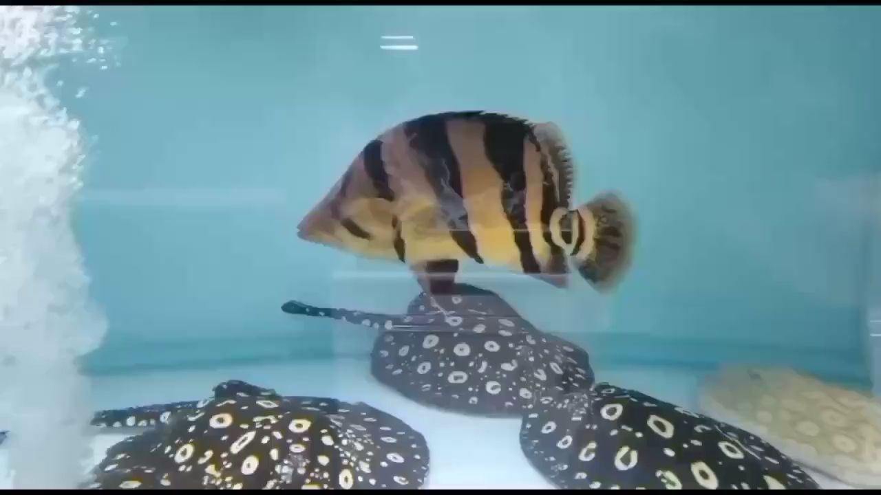 深圳市寶安區龍華聯發魚鳥店