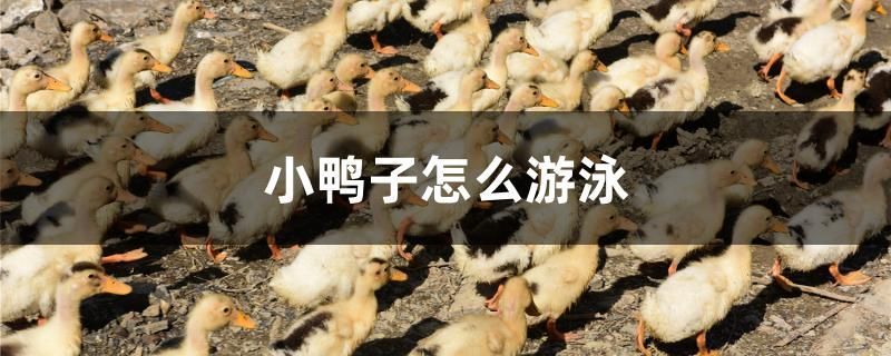 歷城區兄弟漁具店 全國水族館企業名錄 第2張 歷城區兄弟漁具店 歷城區兄弟漁具店 全國水族館企業名錄 第2張