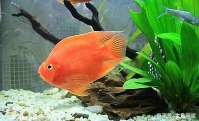 常見的淡水觀賞魚品種有哪些：常見的淡水觀賞魚品種 常見的淡水觀賞魚品種有哪些：常見的淡水觀賞魚品種 水族館百科（水族館加盟） 第3張