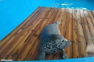 水族館的工作人員是做什么的：水族館工作人員主要負(fù)責(zé)照顧和保護(hù)展示在水中的海洋生物 水族館的工作人員是做什么的：水族館工作人員主要負(fù)責(zé)照顧和保護(hù)展示在水中的海洋生物 水族館百科（水族館加盟） 第2張