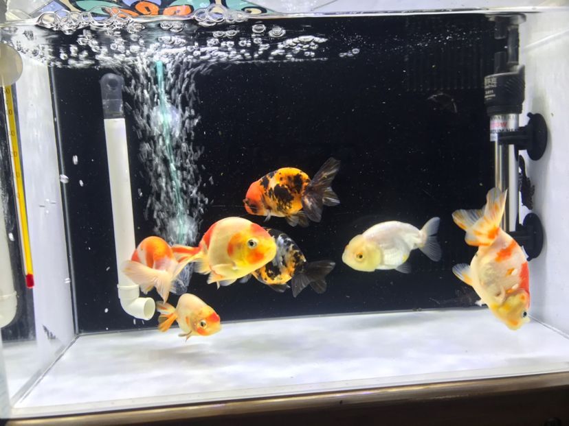 哈爾濱最大觀賞魚市場在哪兒 哈爾濱最大觀賞魚市場在哪兒啊